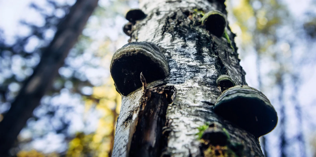 Chaga gomba