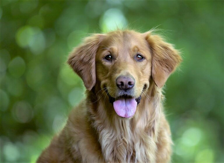 gyógyhatású termékek kutyáknak és cicáknak