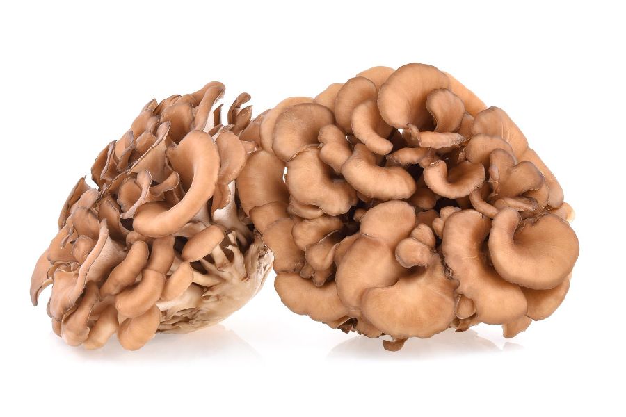 maitake-mushrooms