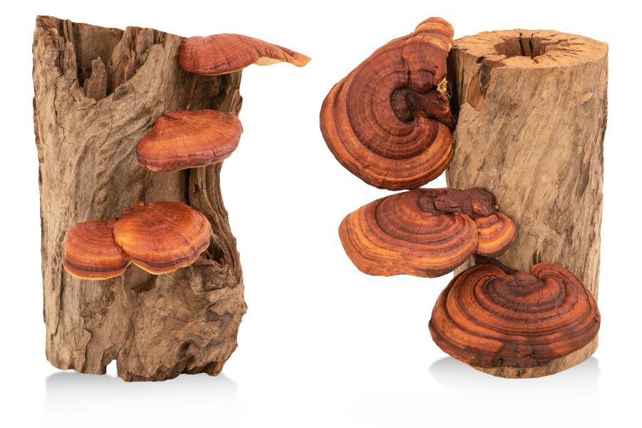 reishi-mushroom-